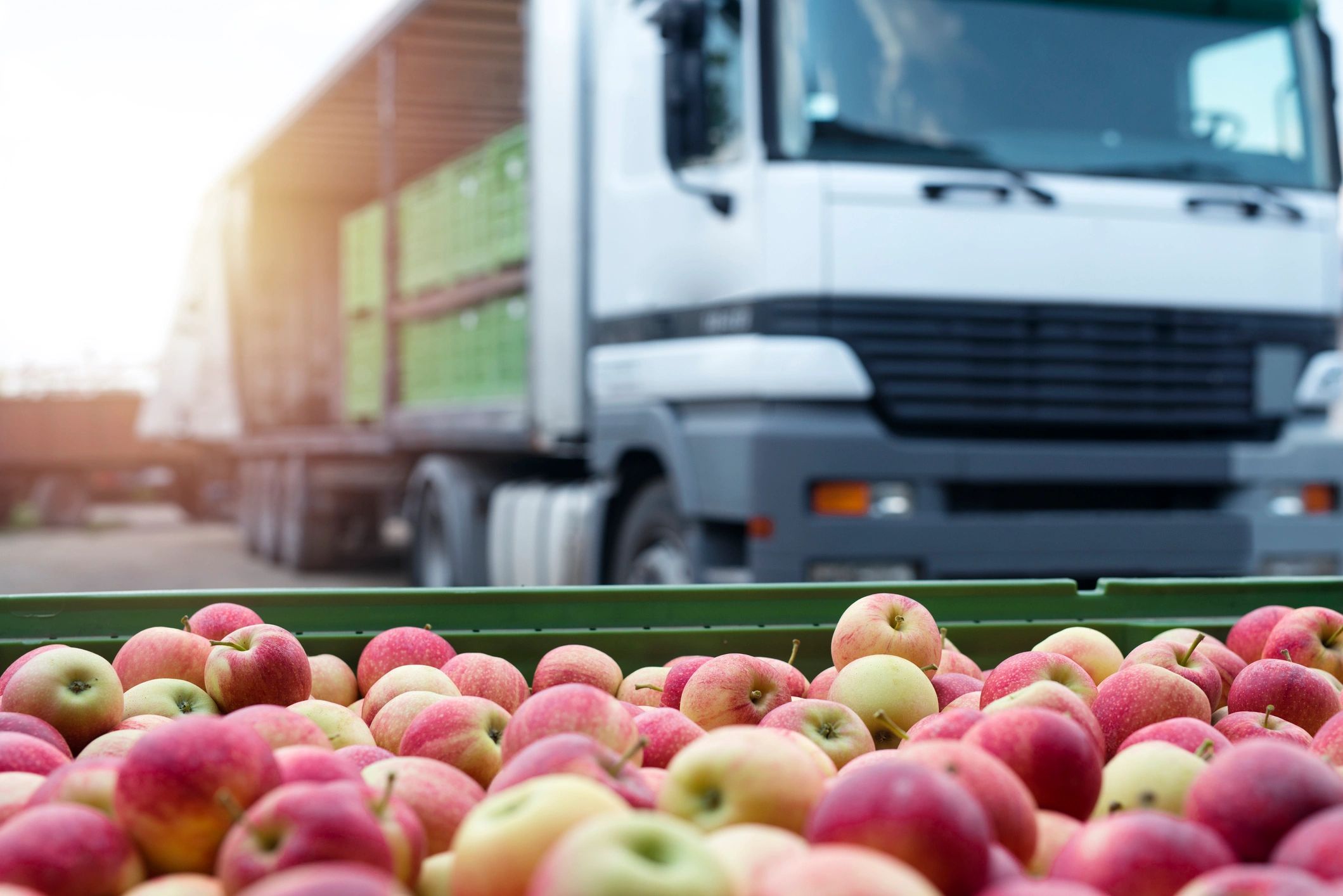 fresh fruit export international