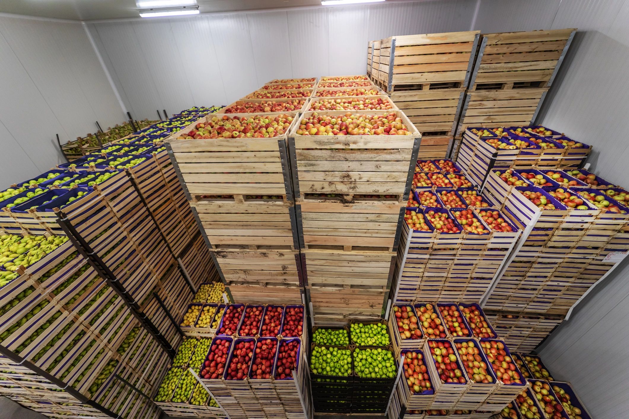 fresh fruit export