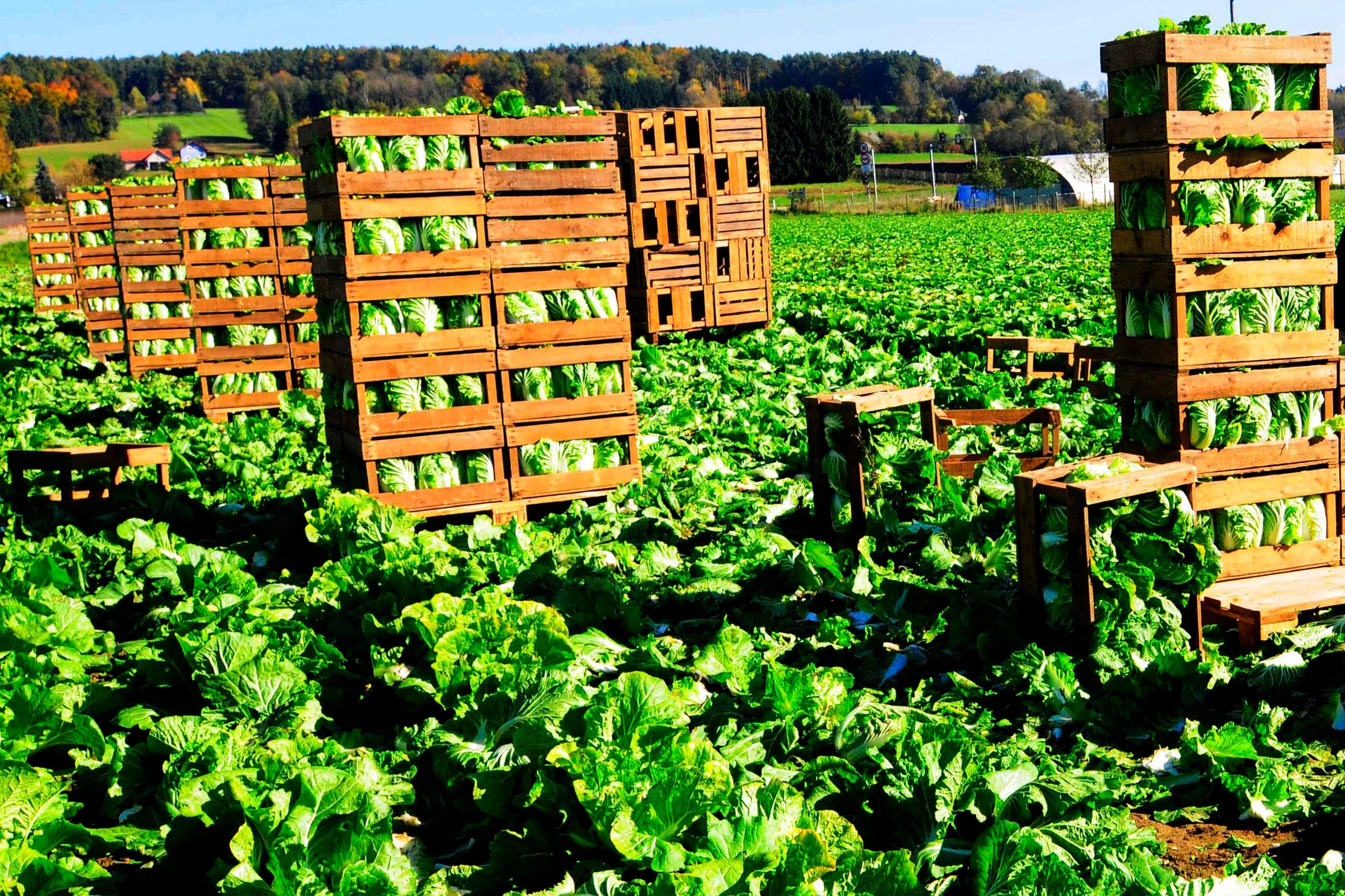 fresh vegetables export international