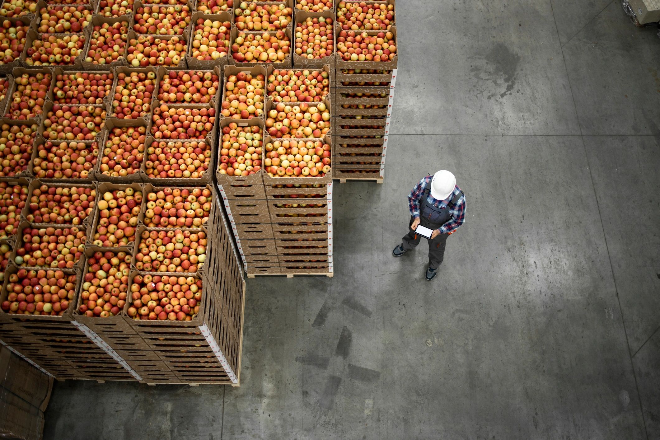 fresh fruit export