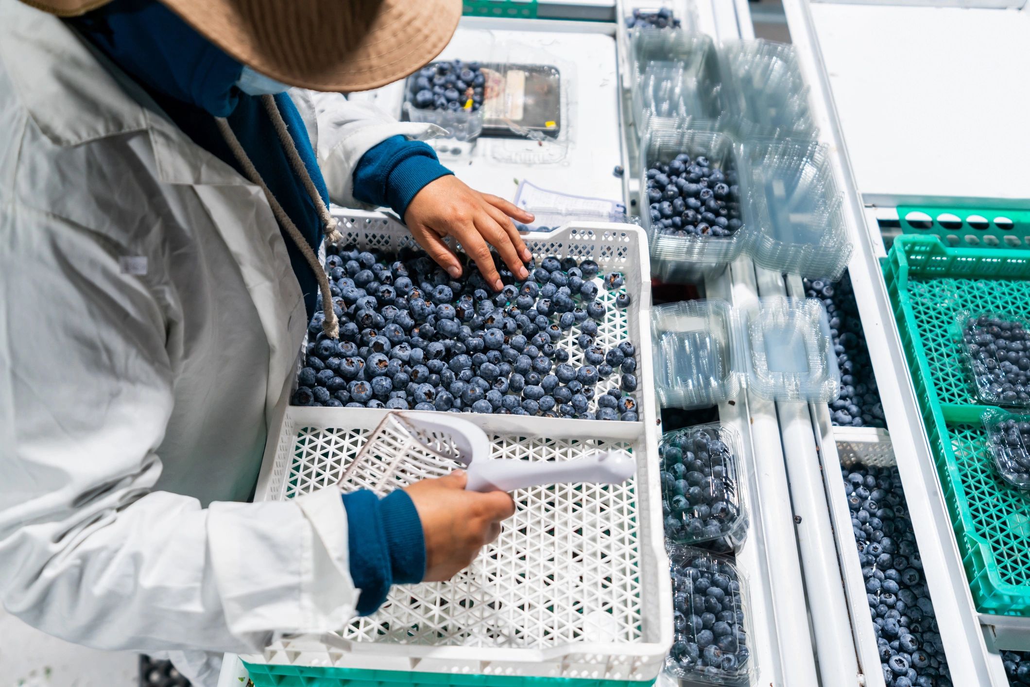 produce packaging export