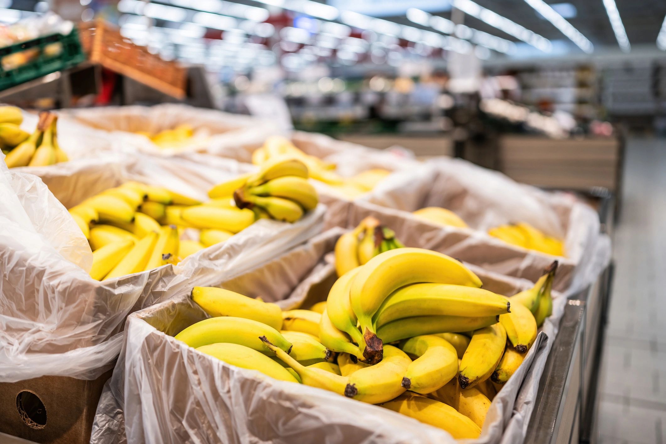 fresh fruit export
